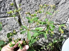 Euphorbia corallioides