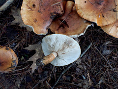 Tricholoma ustaloides