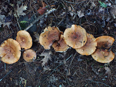 Tricholoma ustaloides