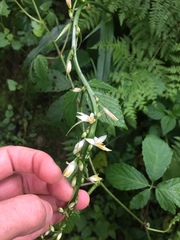 Chlorophytum bowkeri