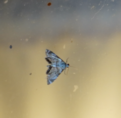 Eoparargyractis plevie