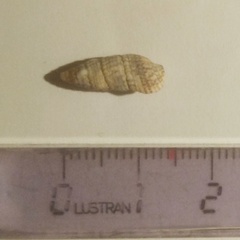 Cerithium lividulum