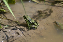 Pelophylax lessonae