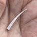 Ivory Tusk Shell - Photo (c) Susan J. Hewitt, some rights reserved (CC BY-NC), uploaded by Susan J. Hewitt
