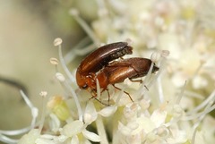 Anaspis flava