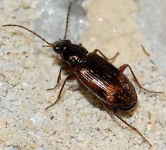 Bembidion dentellum