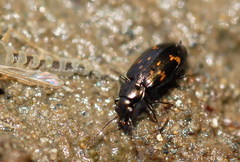 Bembidion obliquum