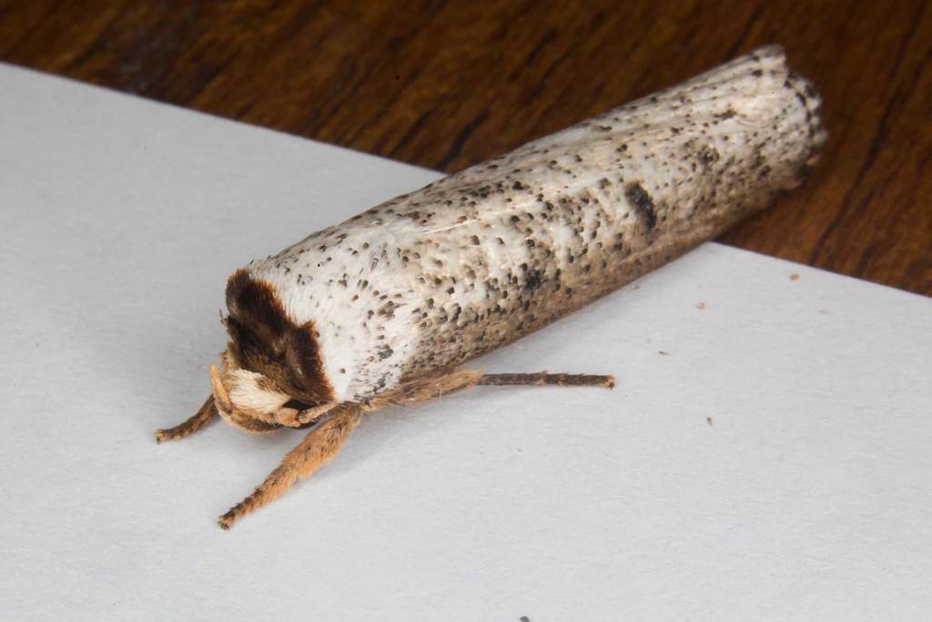 Cryptophasa xylomima
