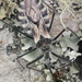Ambastus villosus - Photo (c) Katheriene Pérez-Gómez, some rights reserved (CC BY-NC), uploaded by Katheriene Pérez-Gómez