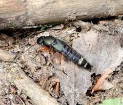 Platydracus fulvipes