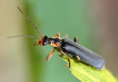 Podabrus alpinus
