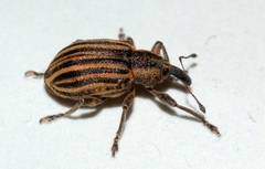 Hypera conmaculata