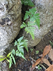 Davallia denticulata