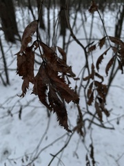 Sorbus aucuparia