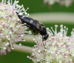 Variimorda villosa