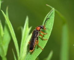Cantharis flavilabris