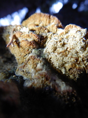 Rigidoporus corticola