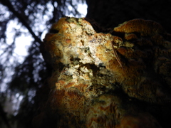 Rigidoporus corticola