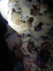 Rigidoporus corticola