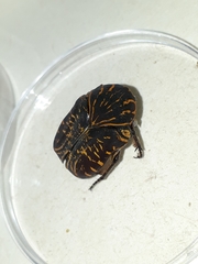 Gymnetis aurantivittae