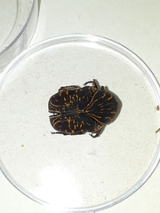 Gymnetis aurantivittae