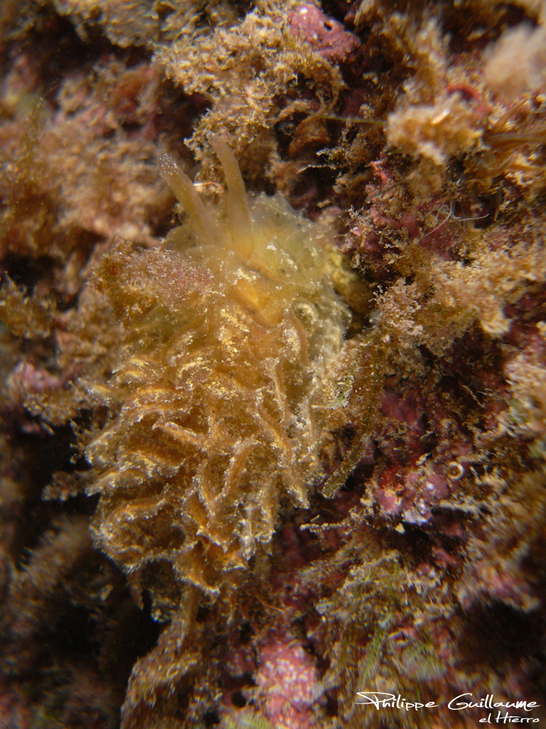 Green Polybranchia