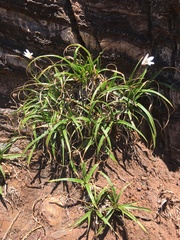 Xerophyta adendorffii