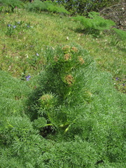Prangos ferulacea