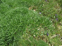 Prangos ferulacea