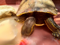 Trachemys grayi grayi
