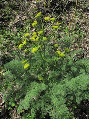 Prangos ferulacea