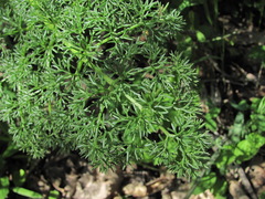 Prangos ferulacea