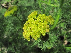Prangos ferulacea