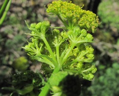 Prangos ferulacea