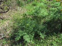 Prangos ferulacea