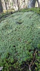 Bolax gummifera