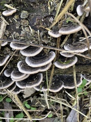 Trametes versicolor