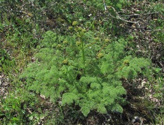 Prangos ferulacea