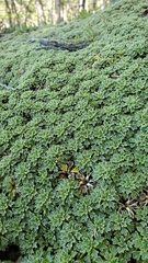 Bolax gummifera