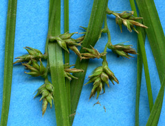 Carex polystachya