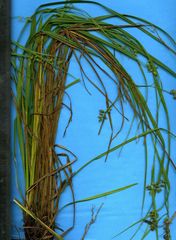 Carex polystachya
