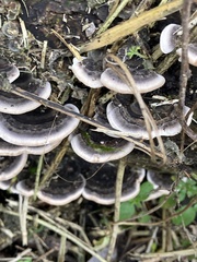 Trametes versicolor