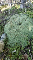 Bolax gummifera