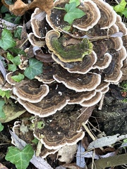 Trametes versicolor