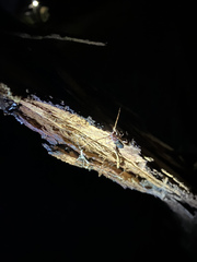 Epithora dorsalis