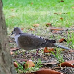 Streptopelia decaocto