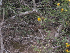 Synallaxis albescens