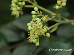 Tetradium ruticarpum