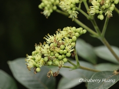 Tetradium ruticarpum