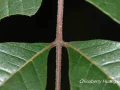 Tetradium ruticarpum